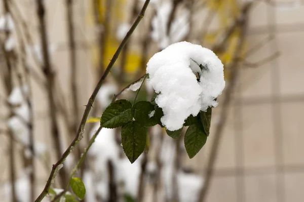 Wilde rozenstruik onder de sneeuw — Stockfoto
