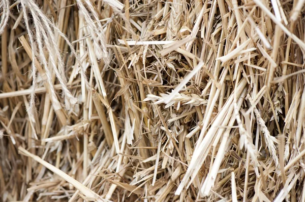 Background of straw — Stock Photo, Image