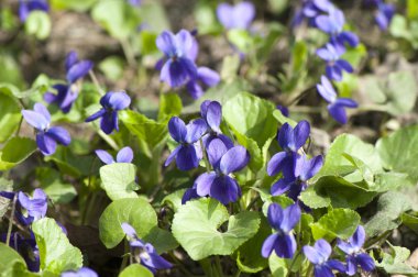 vahşi bahar çayır çiçekler