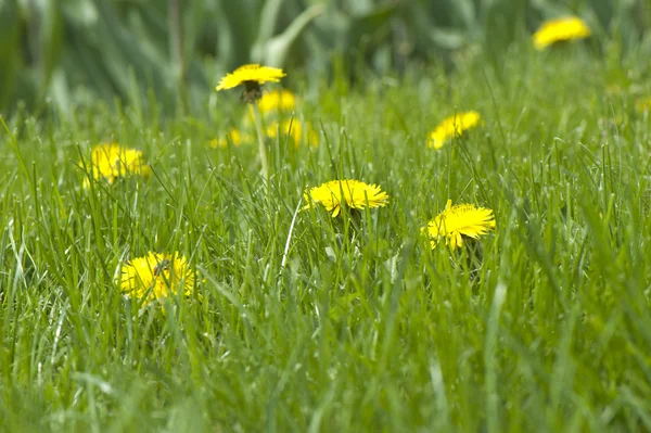 野生のばねの草原の花 — ストック写真