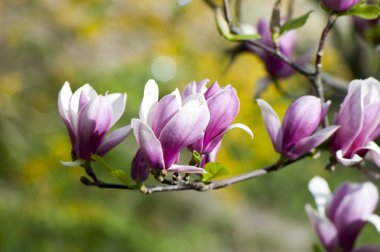 Mor Manolya çiçeği