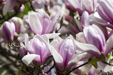 Mor Manolya çiçeği