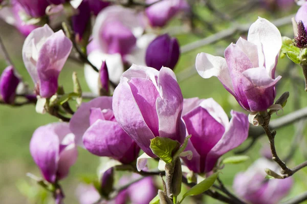 Purple magnolia květy — Stock fotografie