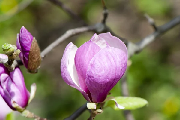 Paarse magnolia blossoms — Stockfoto