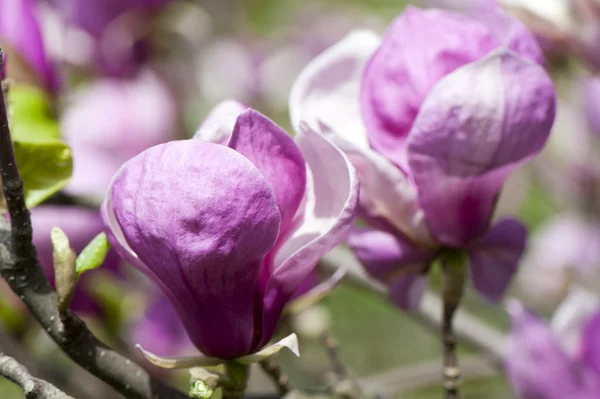 Magnolia blossoms — Stockfoto