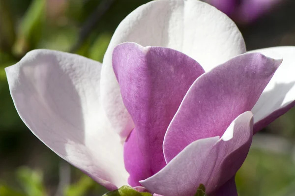 Purple magnolia blossoms — Stock Photo, Image