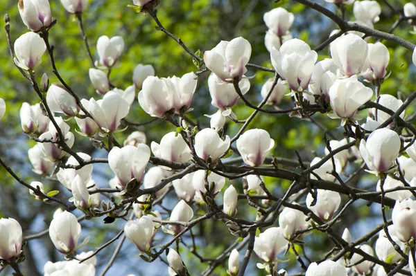 Magnolia άνθη — Φωτογραφία Αρχείου