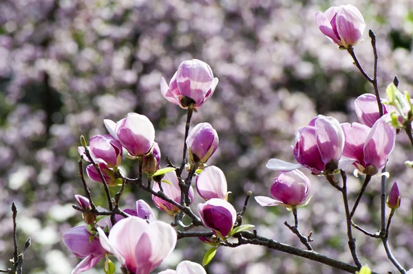 Purple magnolia blossoms — Stock Photo, Image