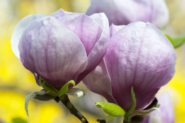Άνθη μωβ μανόλιας — Φωτογραφία Αρχείου