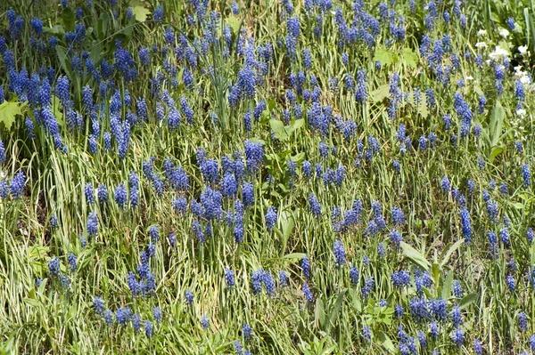 Flores del prado de primavera salvaje — Foto de Stock