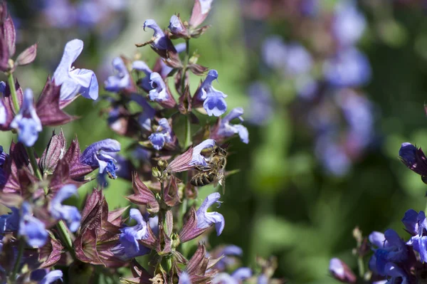 Salvia officinalis — Fotografia de Stock