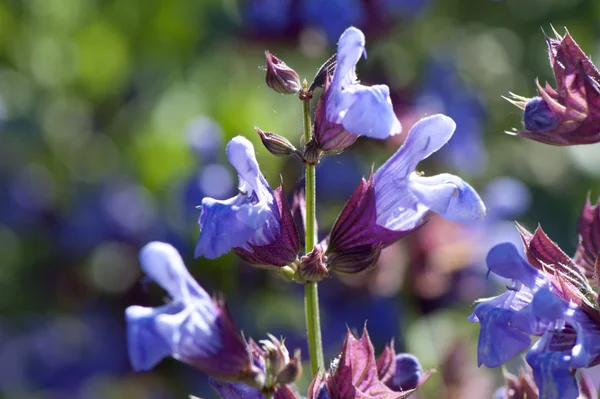 Salvia officinalis — Stock Photo, Image