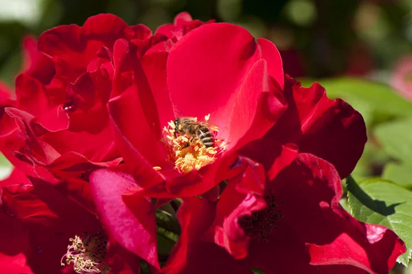 Rose garden — Stock Photo, Image