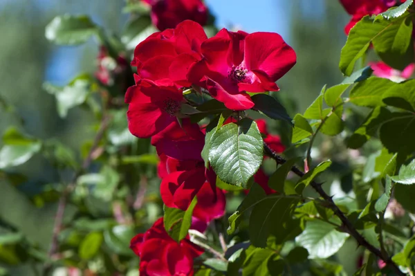 Giardino di rose — Foto Stock