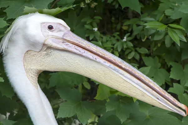 Porträt eines Pelikans — Stockfoto