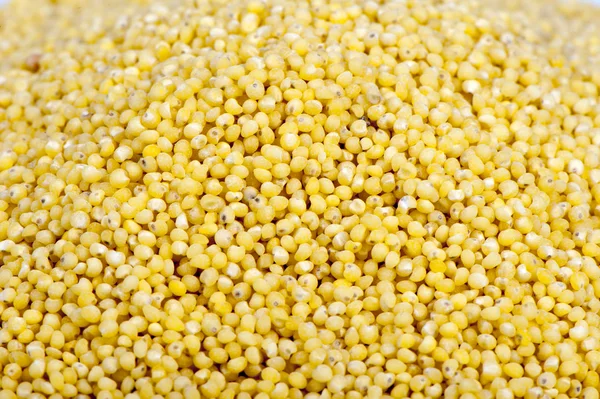 Millet groats — Stock Photo, Image