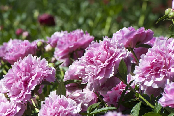 Peonia giardino — Foto Stock