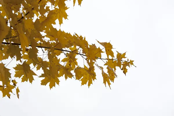 Κίτρινο το φθινόπωρο τα φύλλα σφενδάμου — Φωτογραφία Αρχείου