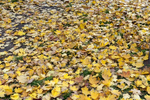 I en park, höst — Stockfoto