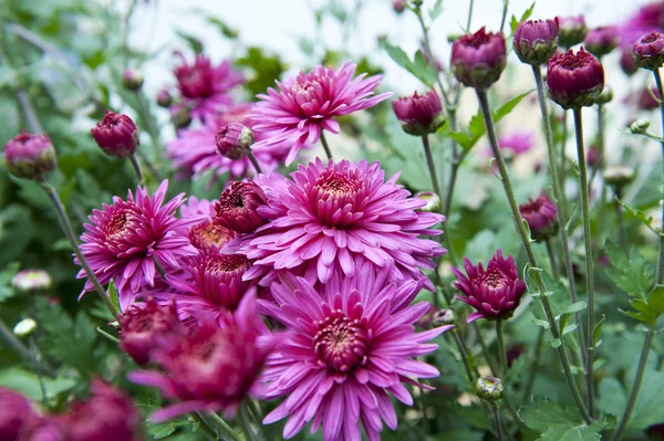 菊花，菊花 — 图库照片