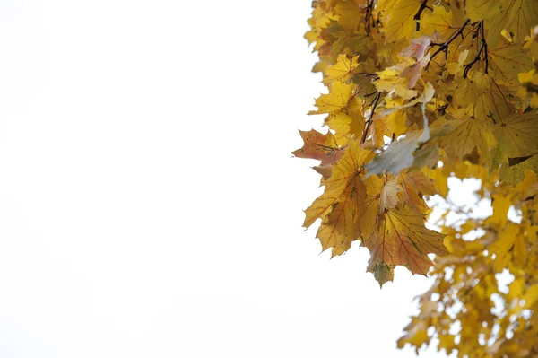 Κίτρινο το φθινόπωρο τα φύλλα σφενδάμου — Φωτογραφία Αρχείου