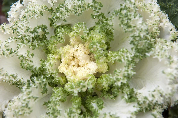 Cauliflower — Stock Photo, Image