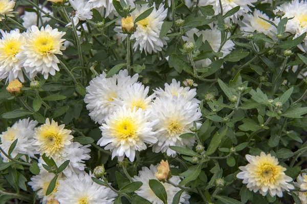 Chrysant — Stockfoto