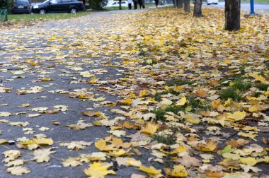 Sarı sonbahar akçaağaç yaprakları