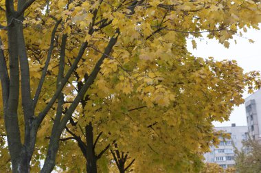 Sarı sonbahar geldi