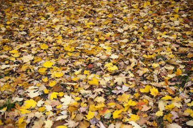 Sarı sonbahar akçaağaç yaprakları