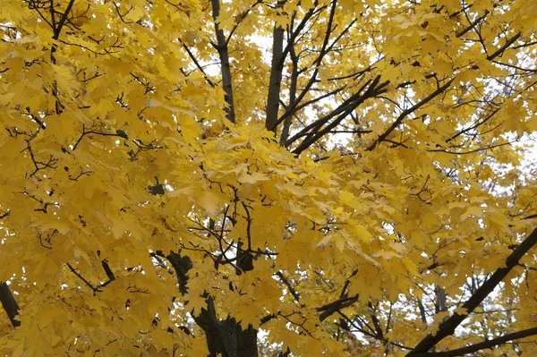 O outono amarelo chegou — Fotografia de Stock