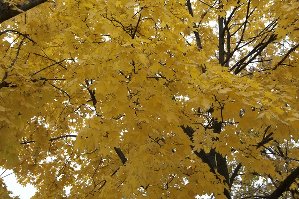 O outono amarelo chegou — Fotografia de Stock