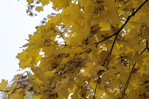 Žlutý podzim je tady — Stock fotografie