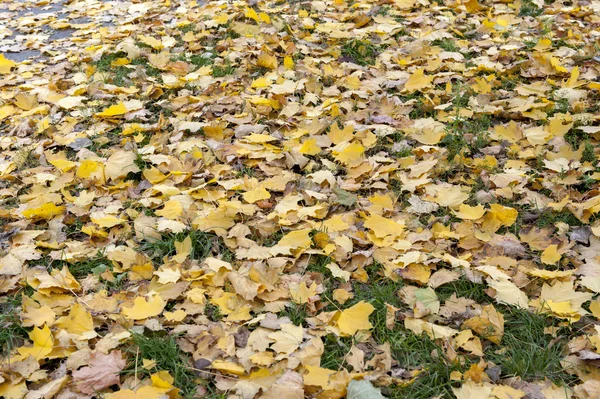 Жовте осіннє кленове листя — стокове фото