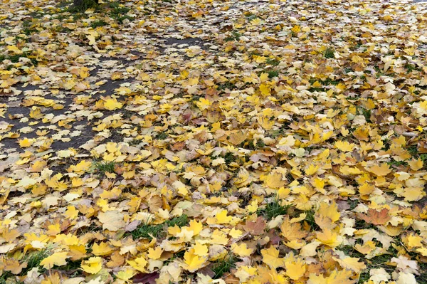 Feuilles d'érable d'automne jaunes — Photo