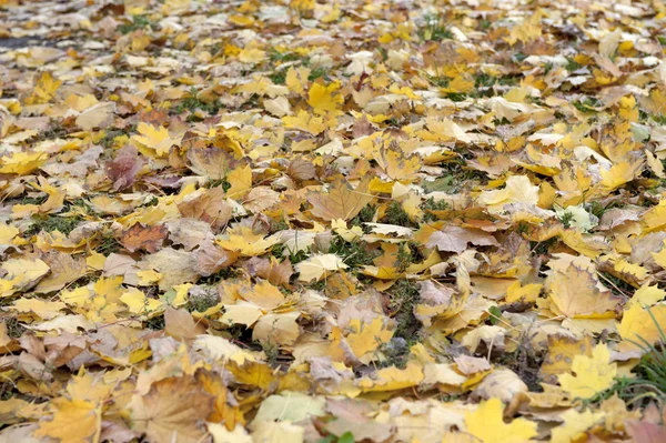 Желтые осенние кленовые листья — стоковое фото