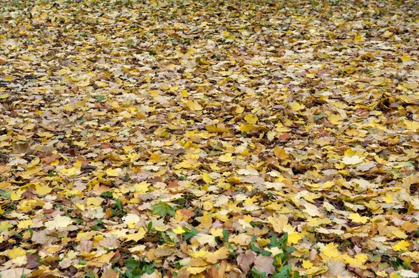 Feuilles d'érable d'automne jaunes — Photo