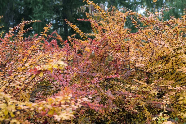 Herfst is gearriveerd — Stockfoto