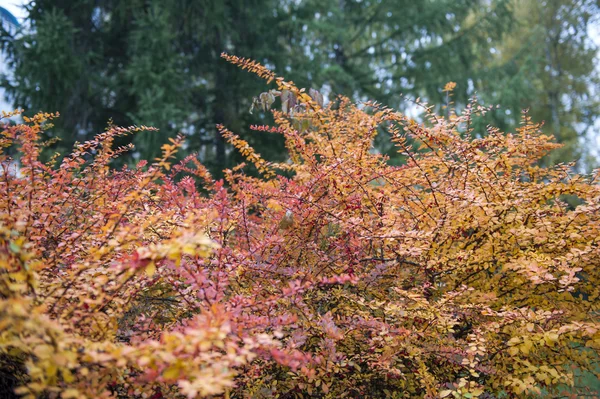 Herfst is gearriveerd — Stockfoto