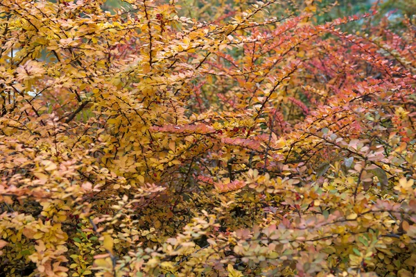 Der Herbst ist da — Stockfoto