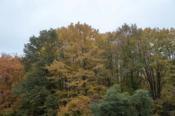 Im Stadtpark, Herbst — Stockfoto