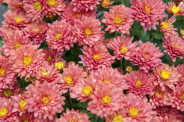 Chrysantheme — Stockfoto