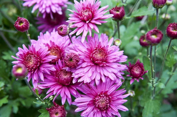 Chrysant — Stockfoto