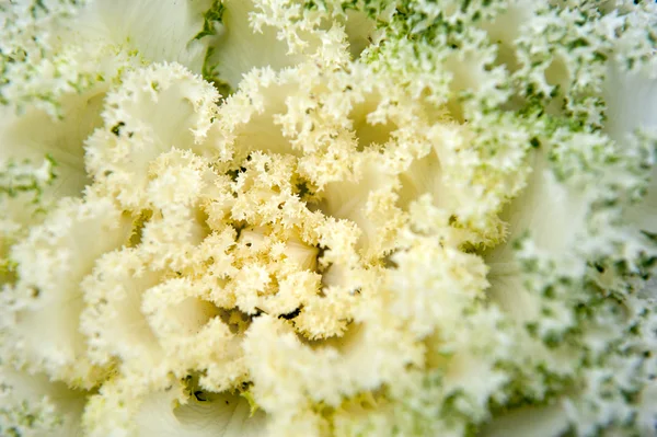 Couve-flor — Fotografia de Stock