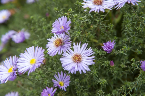 Flores de outono — Fotografia de Stock