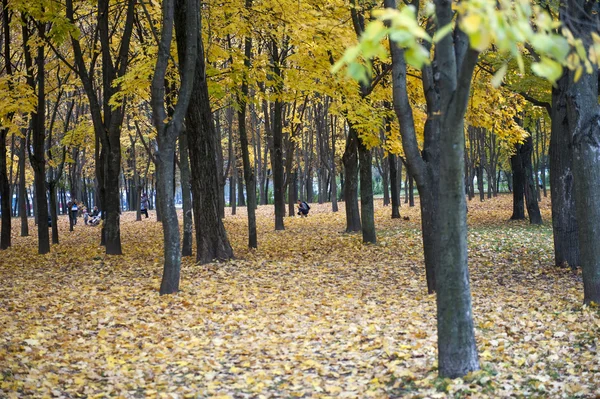 Hojas de arce amarillo otoño — Foto de Stock