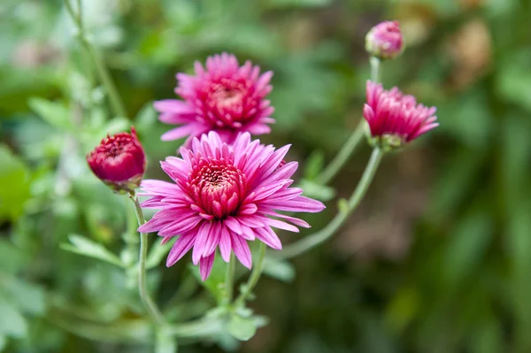 Chrysant — Stockfoto