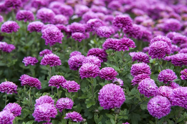 Chrysant — Stockfoto