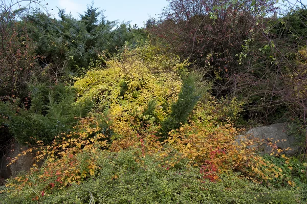 Llegó el otoño. — Foto de Stock