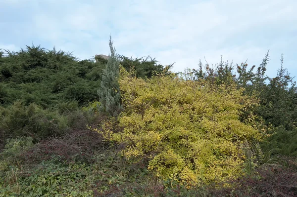 Herfst is gearriveerd — Stockfoto